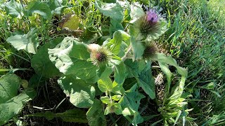 Arctium lappa bardana [upl. by Einial]