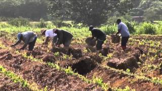 Ampayaj un technique agroecologique de paillage des cultures digname by JeanMarc Blazy [upl. by Vish285]