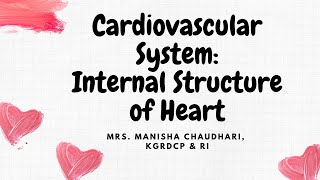 Internal Structure of Heart Cardiovascular System [upl. by Nahtanha181]