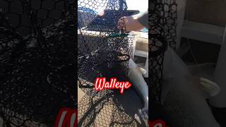 Walleye dont forget to subscribe walleye walleyefishing lakeerie [upl. by Ythomit]