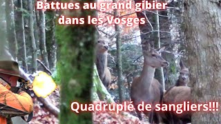 Battues dans les Vosges quadruplé de sangliersDruckjagd auf WildschweinAmasing Driven Hunt [upl. by Ermina]