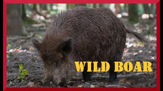 Wild boar sounds near the forest Clear sounds of hog and wild pig [upl. by Gnivri634]