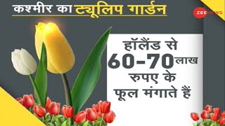 DNA फिर खुलने वाला है Asias Largest Tulip Garden  JammuKashmir  Srinagar  Latest Hindi News [upl. by Annav741]