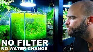 2 GALLON Planted Nano Tank  NO WATER CHANGE 3 months How To No Filter No Ferts No co2 No Heater [upl. by Gilbert]