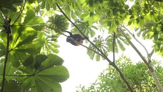 Howler Monkeys Attack Cecropia Trees [upl. by Eenaffit]