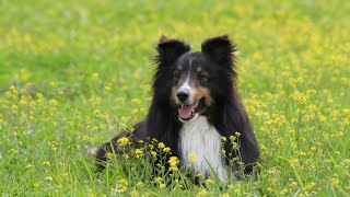 Managing Barking in Shetland Sheepdogs [upl. by Nolubez]