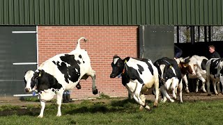 Het is lente Weidegang koeien weer naar buiten Koeiendans [upl. by Norrehc941]