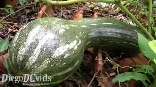 Cucurbita moschata Cucurbitaceae Abóbora gigante [upl. by Allehs]