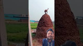 Aisa natak nahi dekha hoga funny fannydog animals dogylover comedy dog [upl. by Mauceri]