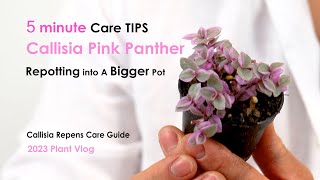 Callisia Repens Pink Panther 5 Minutes Care Guide To Repotting Callisia Plant Into A Bigger Pot [upl. by Inah333]