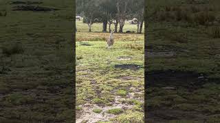 Hunting Down Skippy The Kangaroo [upl. by Rorrys]