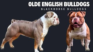 Olde English Bulldogs  Karen Licciardi from Blackhorse Bulldogs [upl. by Ahsropal]