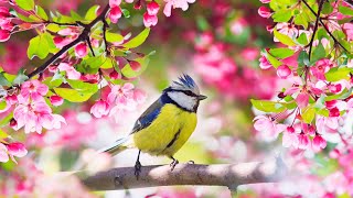 Relaxing Sleep Music Deep Meditation Music Bird sounds  quotSoothing Sounds of Naturequot Tim Janis [upl. by Abehs]