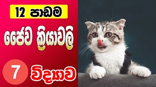 7 විද්‍යාව  12පාඩම  ජෛව ක්‍රියාවලි Grade 7 Science [upl. by Lletniuq329]