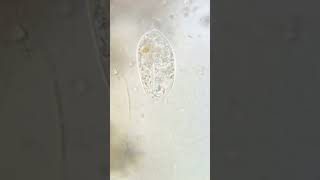 6 micron flagellate digs for food  1000x microscope science microscopy biology nature [upl. by Cordell158]