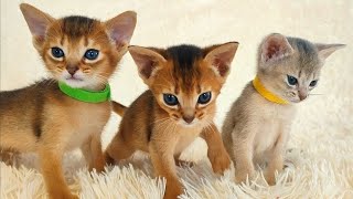 Cute abyssinian kittens playing [upl. by Magree]