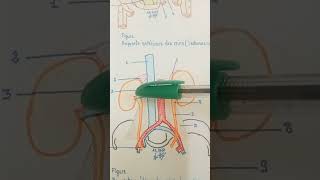 Rapports médiaux des deux reins aorte abdominale veine cave inférieure pédicule rénal surrénales [upl. by Mohammad895]