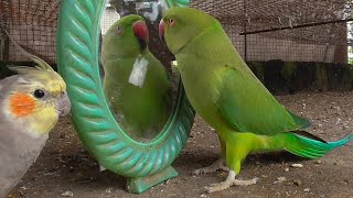 Parrot Video [upl. by Warchaw]