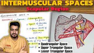 Intermuscular Spaces Anatomy  Scapular Region  Upper Limb Anatomy [upl. by Aitercal465]