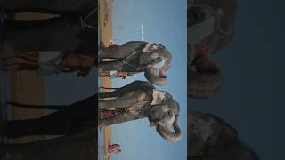 Meet Andal amp Lakshmi Temple Elephants 🐘 of Sri Ranganatha Swamy ranganathaswamy trichy elephant [upl. by Grory653]