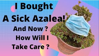 Azalea Bonsai  I Bought a Sick Azalea How Will I Take Care [upl. by Isia]