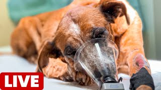 How to Save a Dog Suffering from Laryngeal Paralysis [upl. by Kosel817]