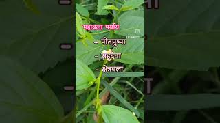 Mahabala  Sida Rhombifolia aiapgetclasses plants comparativestudy [upl. by Cordle]