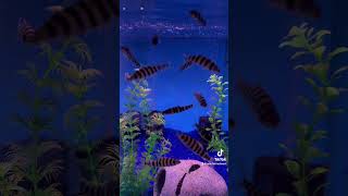 Black Banded Leporinus fish fishtank aquarium tropicalfish freshwater aquatic rarefish epic [upl. by Ttam]