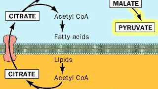 Fatty acids from Acetyl CoA [upl. by Martens4]