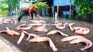 I Catch a lots Redfish and Catfish on the Road Flooding [upl. by Annoyek]