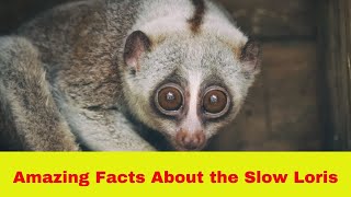 5 Amazing Facts About the Slow Loris [upl. by Edrei]