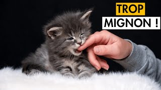 Les Meilleures VIDÉOS de CHATONS MIGNONS Qui JOUENT 😺 TROP CHOU [upl. by Ahsenal]