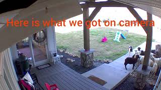 Border Collie herds sheep onto the porch [upl. by Yvan186]