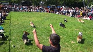 Corgi Con 2023 Dog Races [upl. by Naujid]