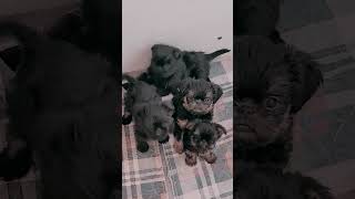 Brussels griffon puppies puppy brusselsgriffon cute doglover [upl. by Maury]