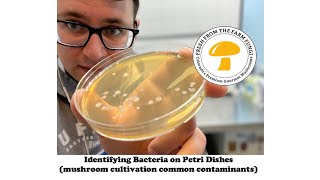 Identifying bacteria on petri dishes mushroom cultivation from spores 36 hour update [upl. by Berkly389]