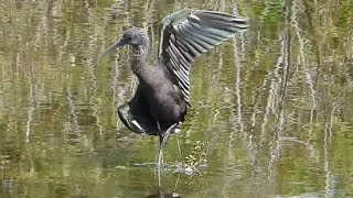 Glossy Ibis Strikes a Unique Pose [upl. by Hasile157]