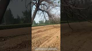 Process Of Cutting A Paulownia Tree In Farmland [upl. by Alegnave402]