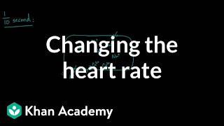 Changing the heart rate  chronotropic effect  NCLEXRN  Khan Academy [upl. by Artek518]