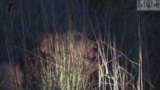 3 Majestic Male Lions Roar Hear The Power [upl. by Laws859]