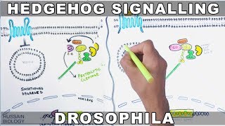 Hedgehog Signalling Pathway [upl. by Augustus]