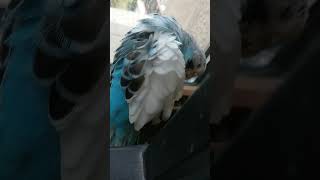 A preening parrotparrotbudgies birds cute [upl. by Haskins]