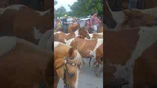 chincoteague pony Parade 2024 [upl. by Weinshienk]