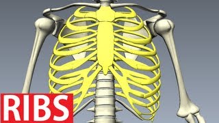 Rib Cage Anatomy  Bones of the Thoracic Wall Costae [upl. by Uttasta]