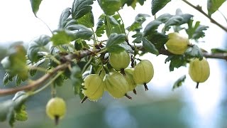 GOOSEBERRIES  HOW TO PLANT AND GROW THEM [upl. by Elyse]