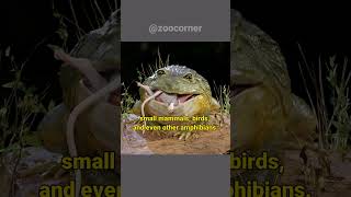 African bullfrog  This Bullfrog Eats Everything [upl. by Devy680]