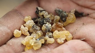 Why the 3 Wise Mens frankincense and myrrh gifts are valued to this day [upl. by Franzen]