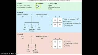 Lethal allele combination [upl. by Dasie188]