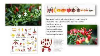 PEPERONCINO IL PICCANTE CHE CURA [upl. by Latini]