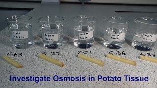 Osmosis Required Practical GCSE Biology [upl. by Neyu]